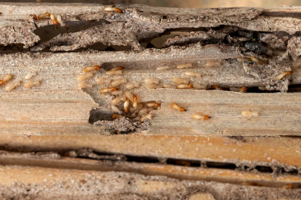 Best Pest Control Treatment  in Fullerton, CA