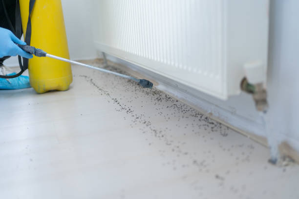 Flea Control Services in Fullerton, CA